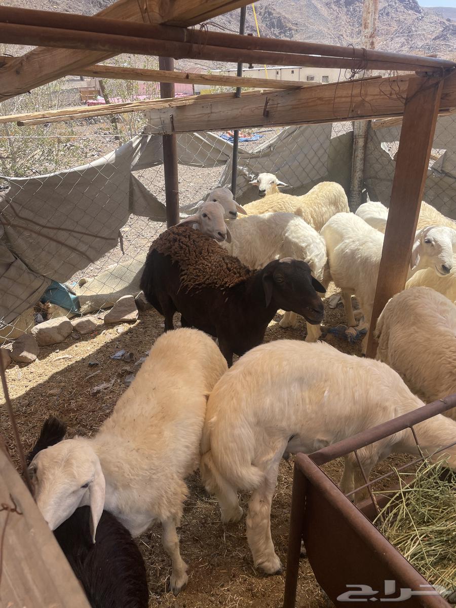 ذبايح فاخره وبريه للبيع ونعجه حايل واسعار ممتازه64436319995011111