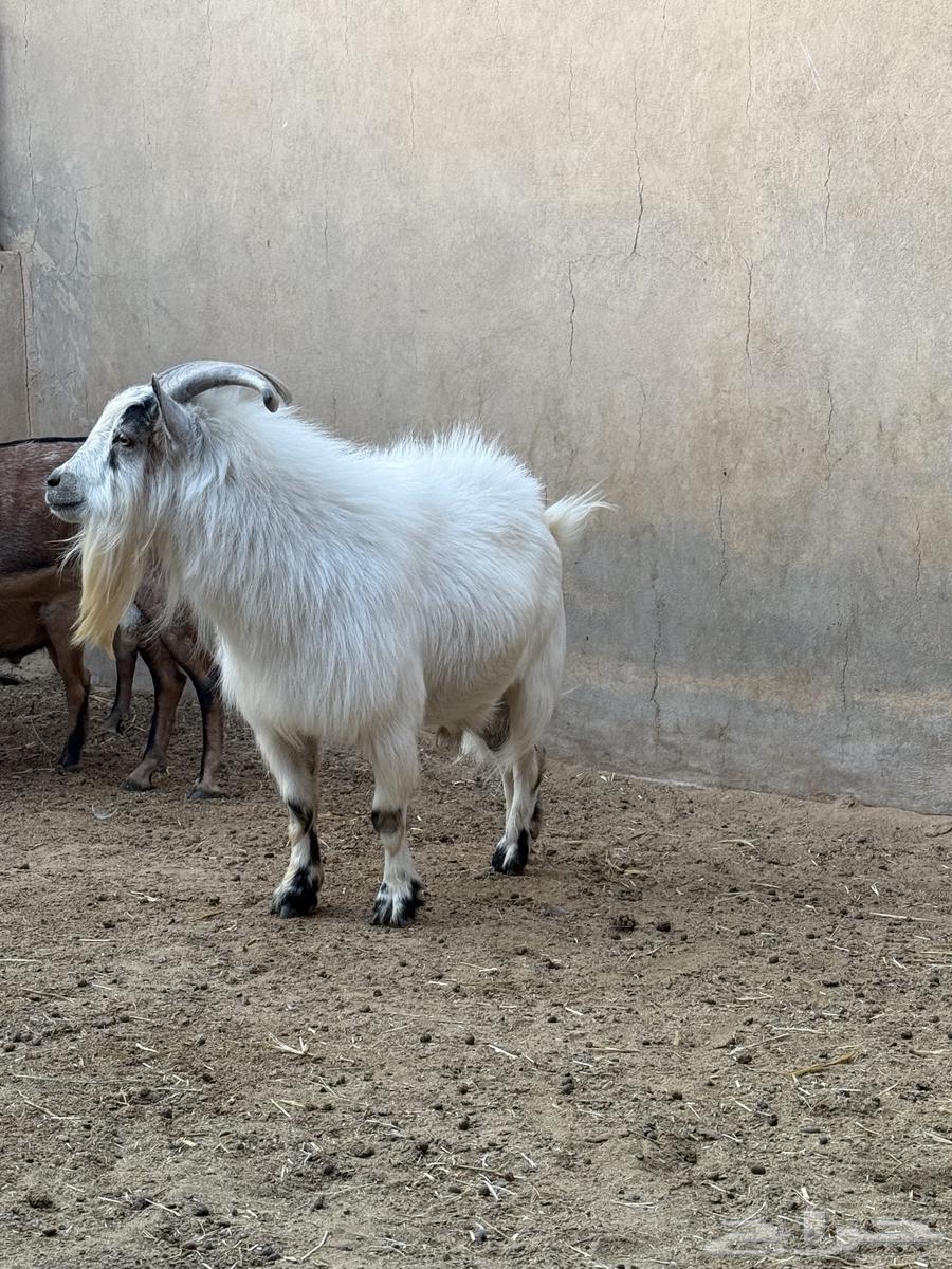 للبيع تييس قزمي64440819938049111