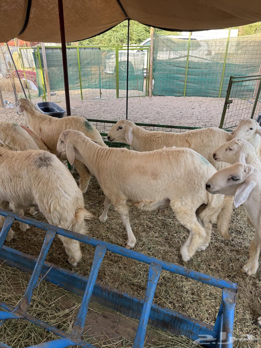 للبيع طليان ورخال حري من الطايف64441267247491114