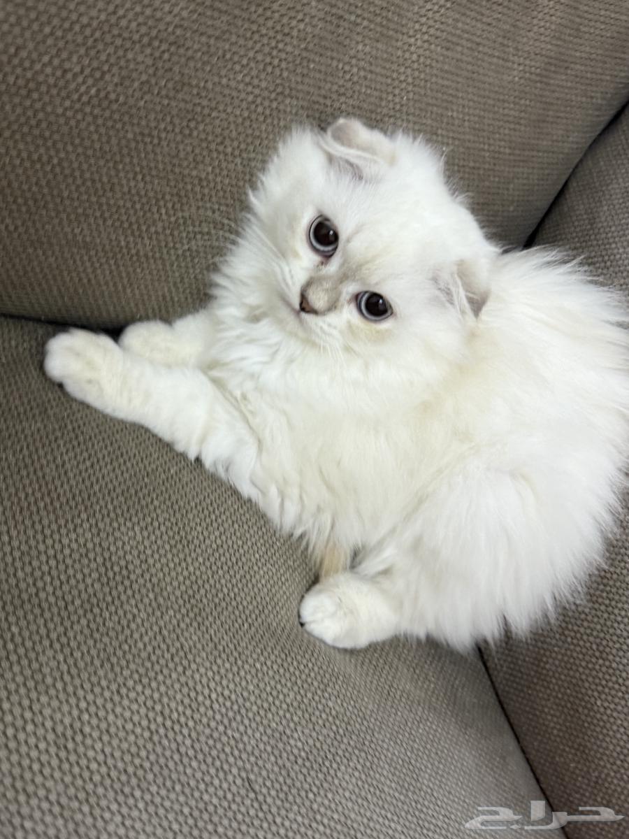 كتن للبيع64437625446274112