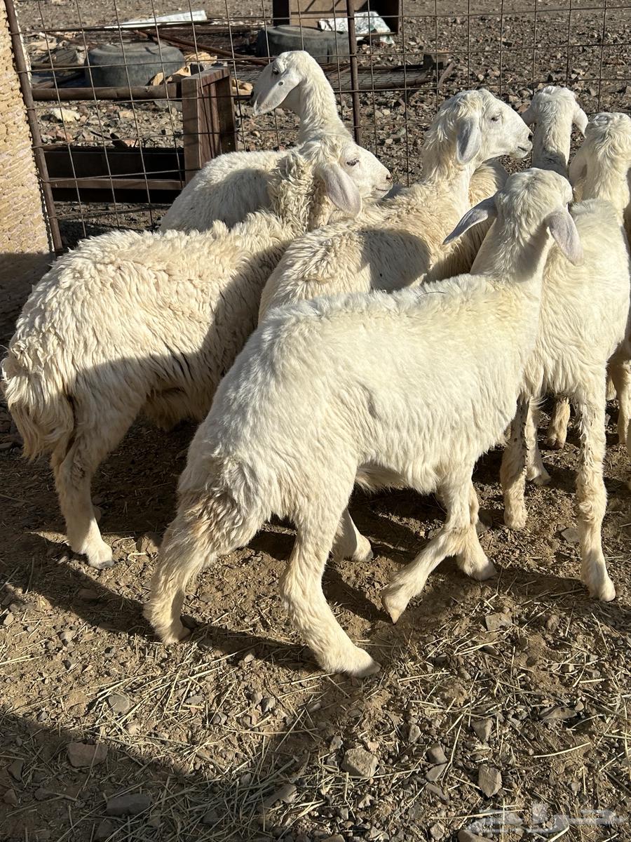 Rakhal Hurriyat has been sold64441650070914111