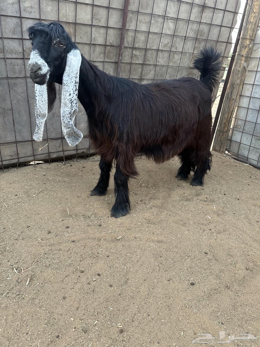 للبيع جذعات عوارض صنف نوادر64440002247938111