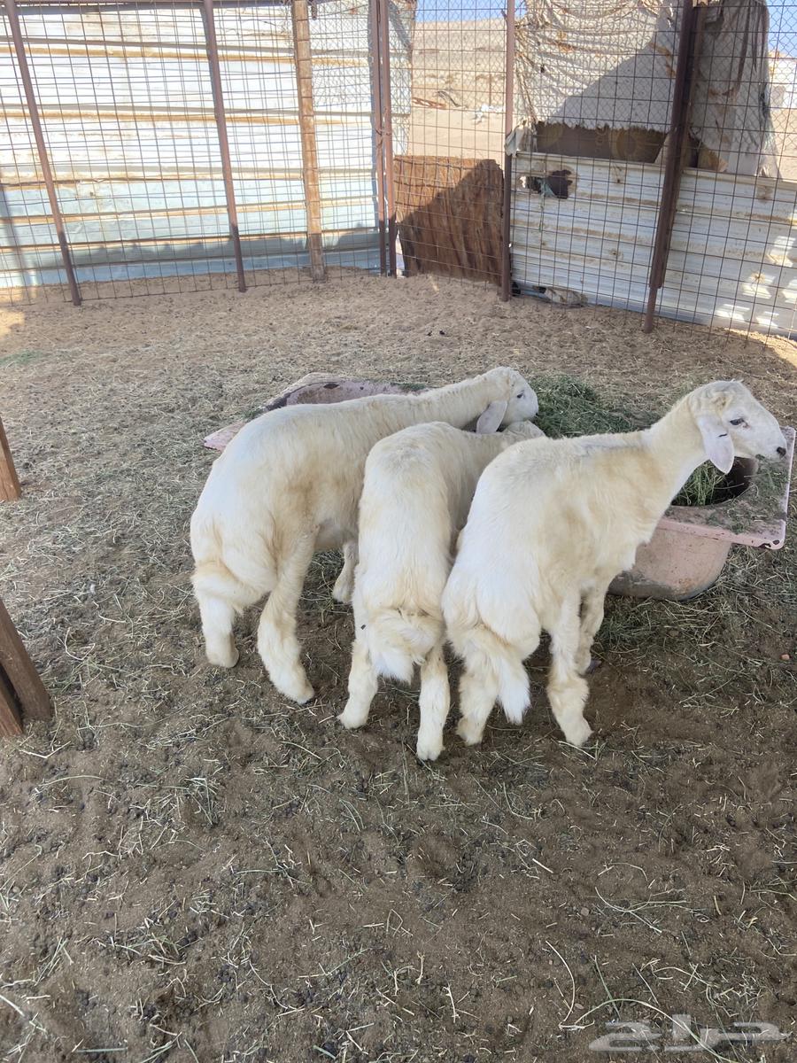 Lambs and goats for slaughter, refrigerated, with slaughtering and delivery.64445160633219110