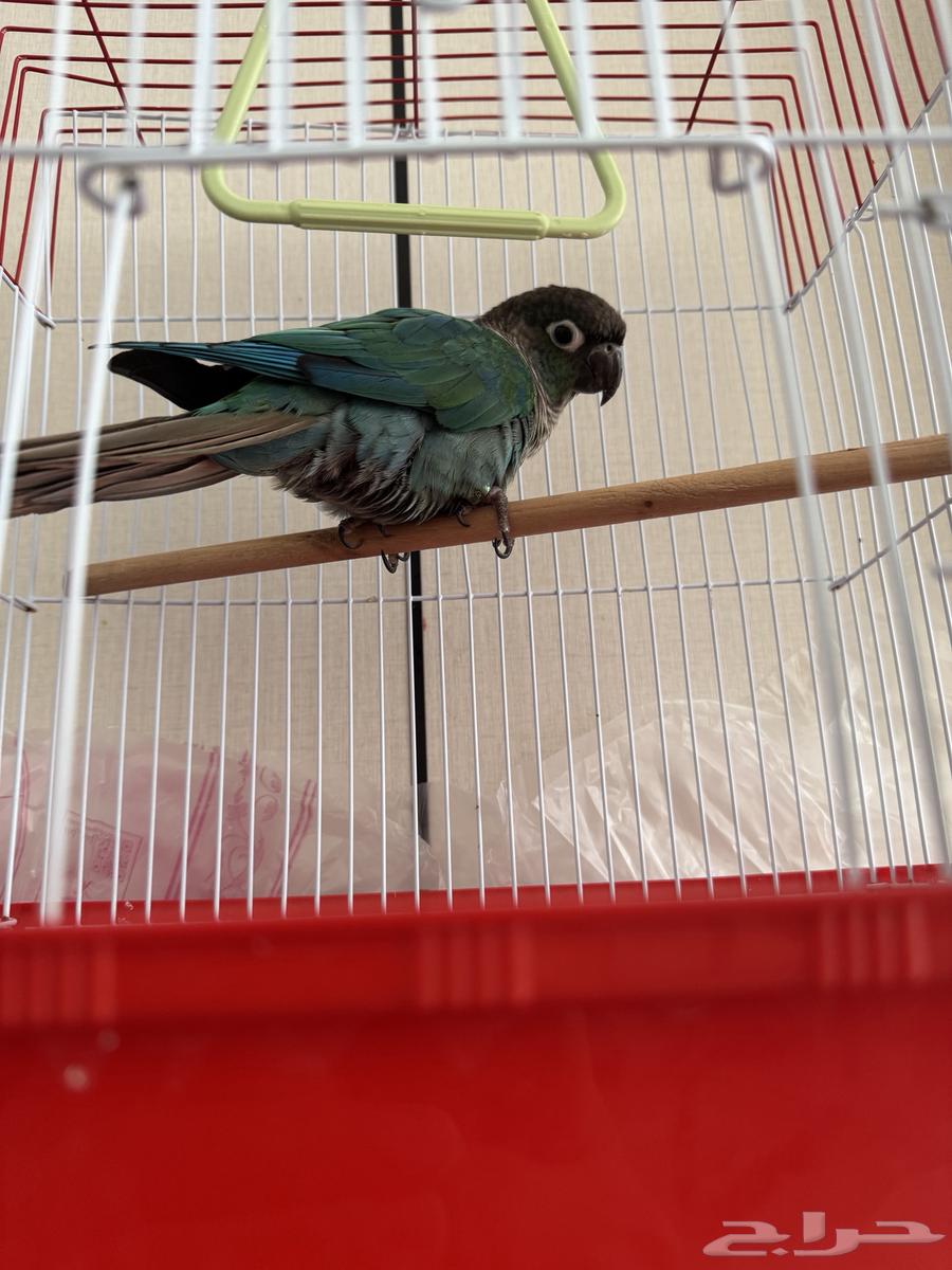 كينور للبيع64436078630146110