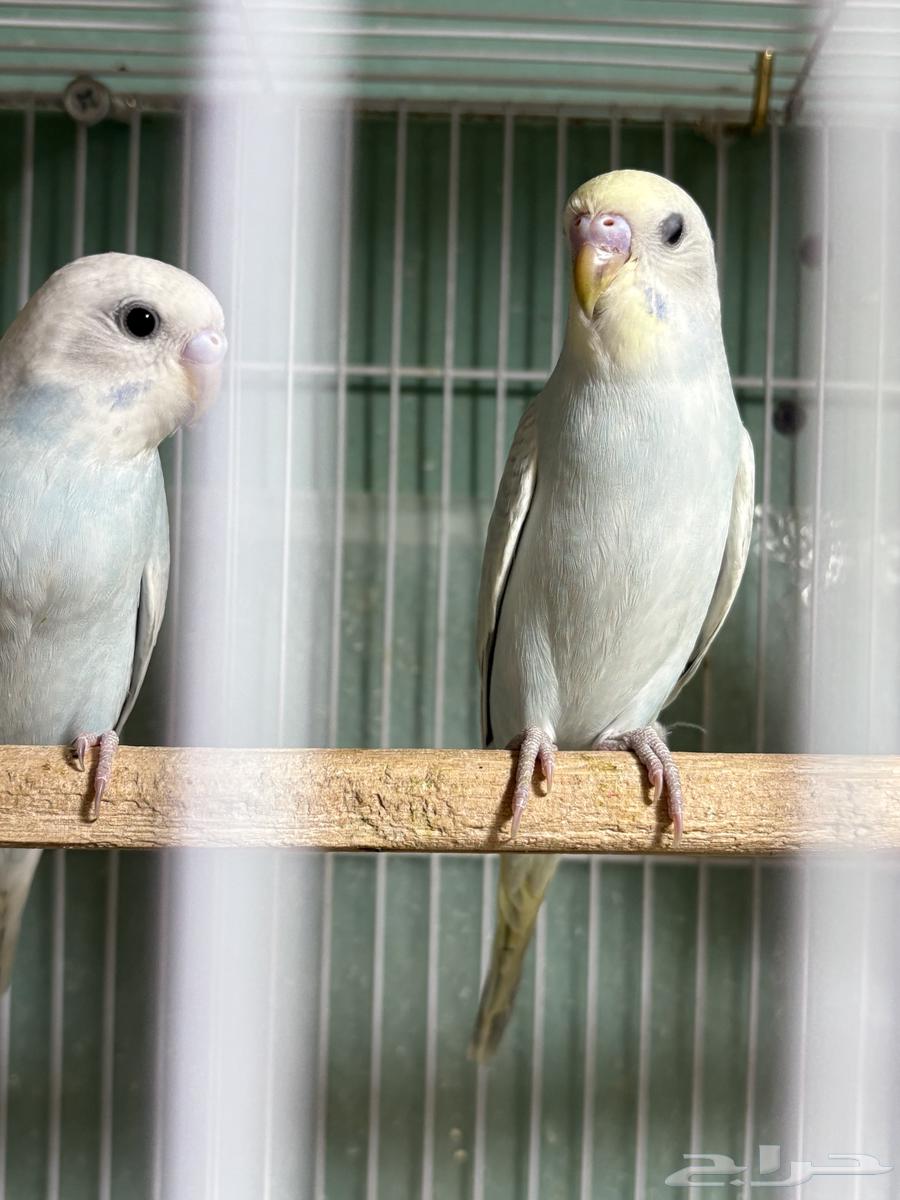 Love Birds for Sale64441910999810111