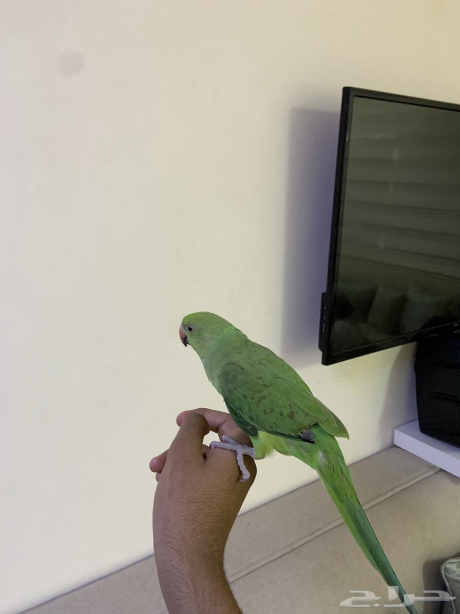 Dera for sale ((Sold))64434128097154112