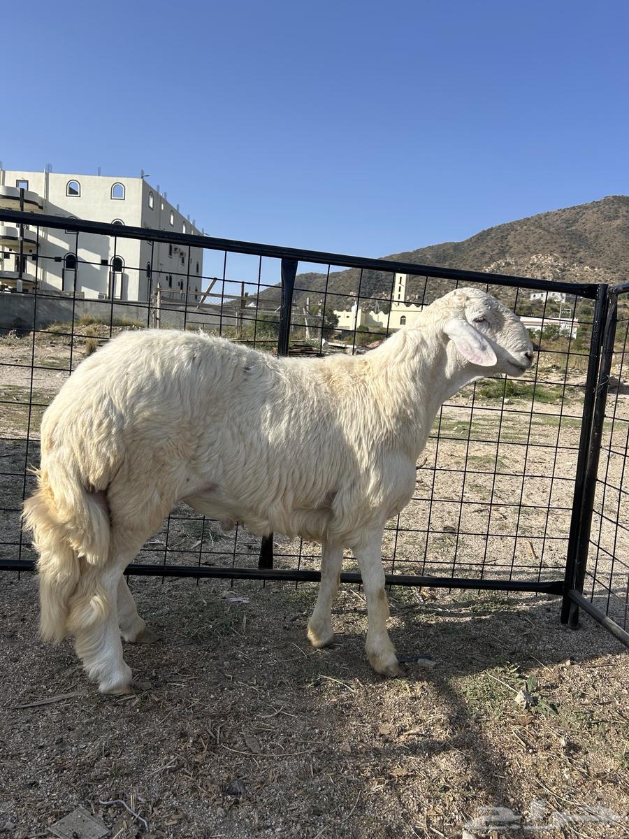 طلي فحل مشروط صحه وظراب جذع 10 اشهر64441185537025110