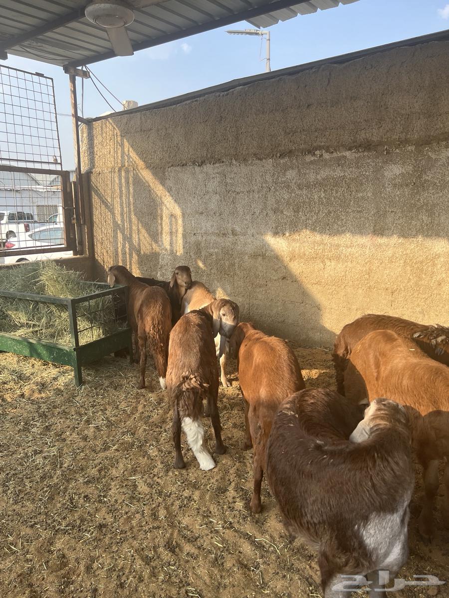 غنم للبيع64438404844546110