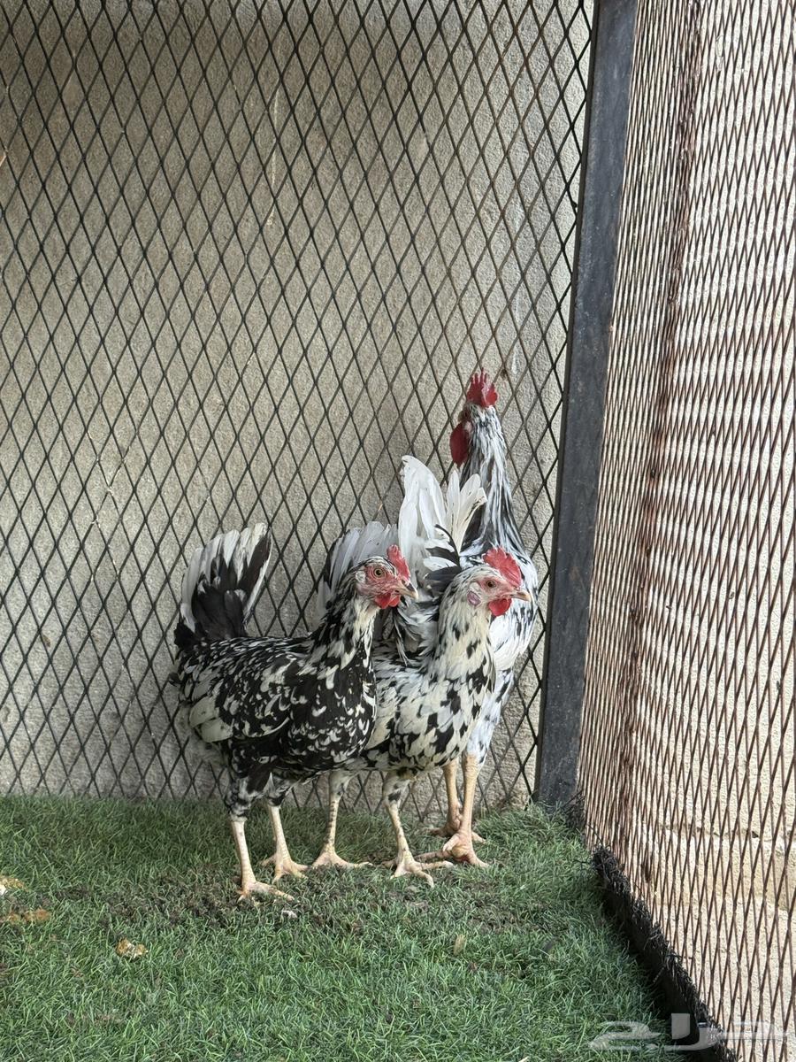 طقمين فواخر شبابي و ماكنتوش64439334248449111