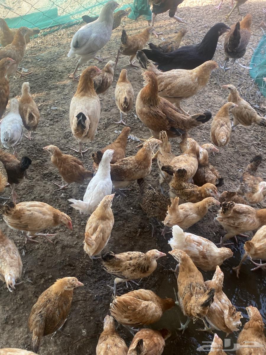 Hello and may the peace, mercy, and blessings of Allah be upon you. I am offering chickens aged one month and twenty days64435341038977111