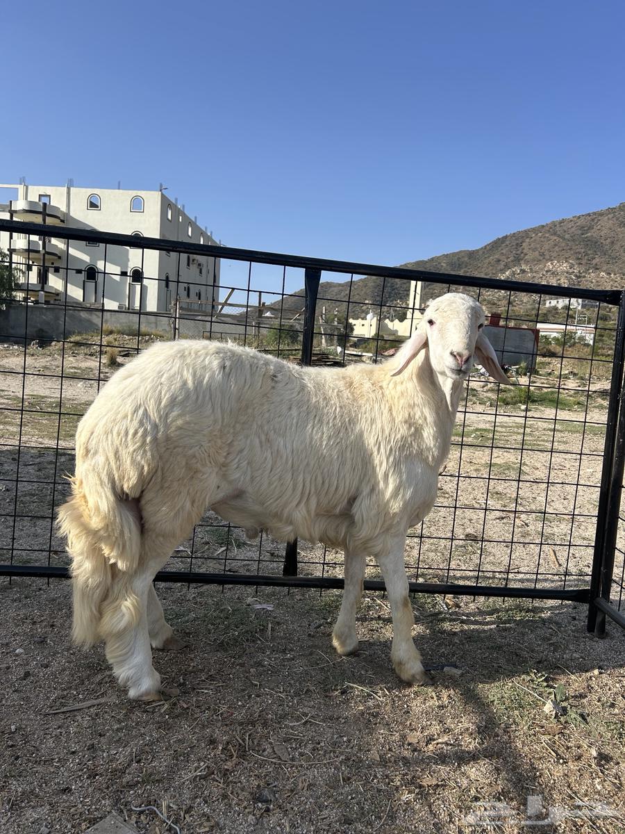 طلي فحل مشروط صحه وظراب جذع 10 اشهر64441185537025112