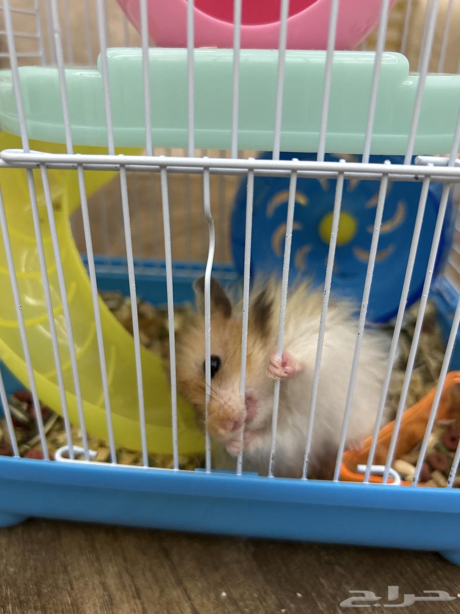 هامستر للبيع64434292040578110