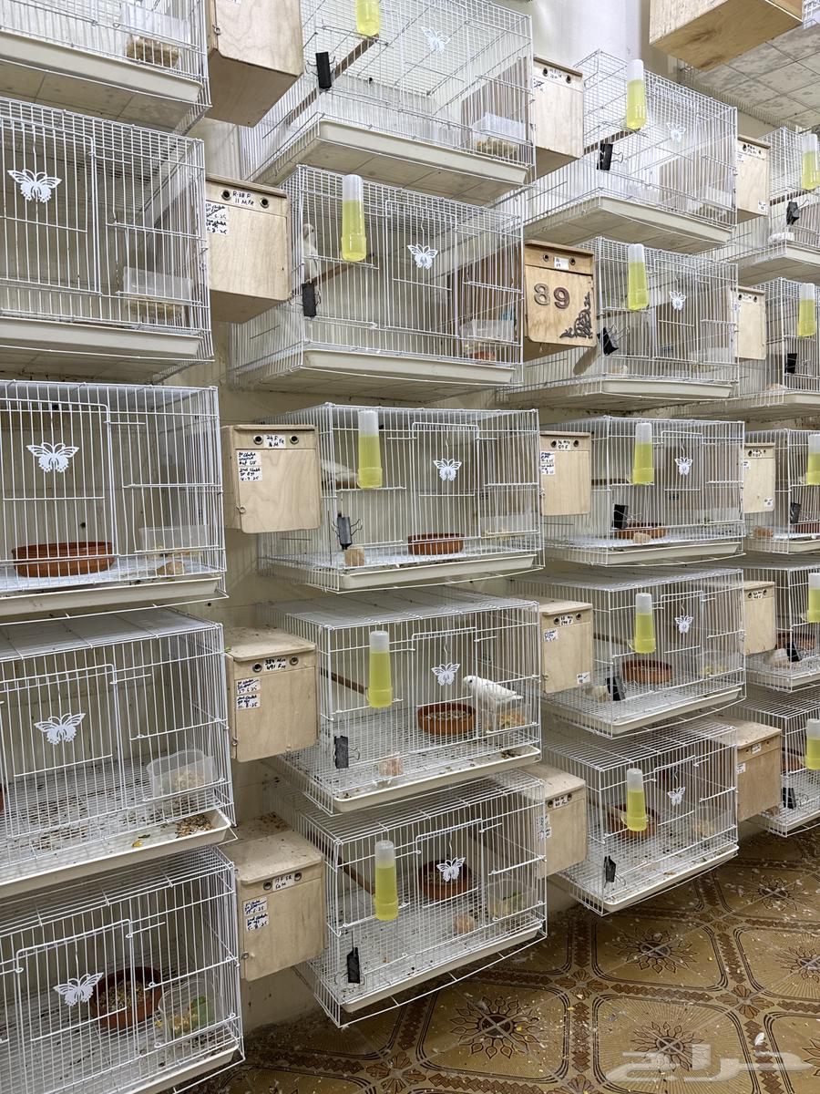 30 زوجًا من الوردة الألبينو للبيع64437072568193110