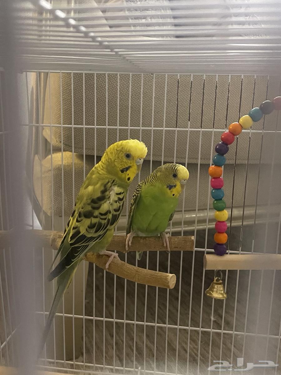 طيور الحب64437167062019110