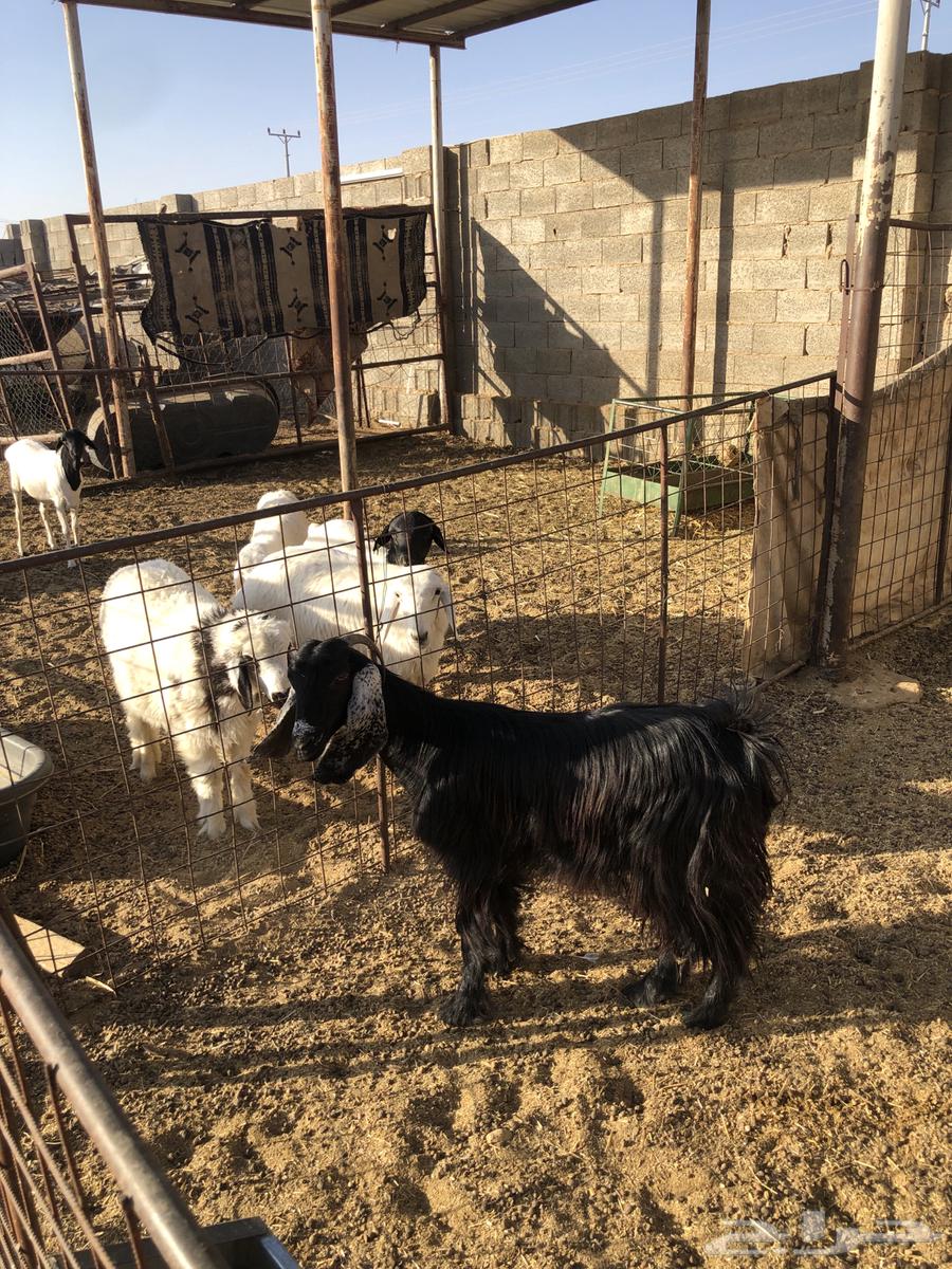 عنز جفرة ثنيه سمين وطيبه تم البيع64435054380291114