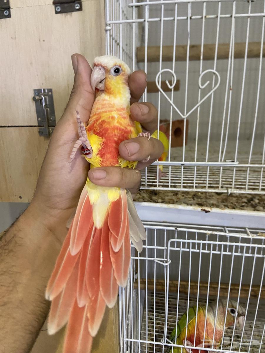 A pair of Sun Cheek products64436159453315113