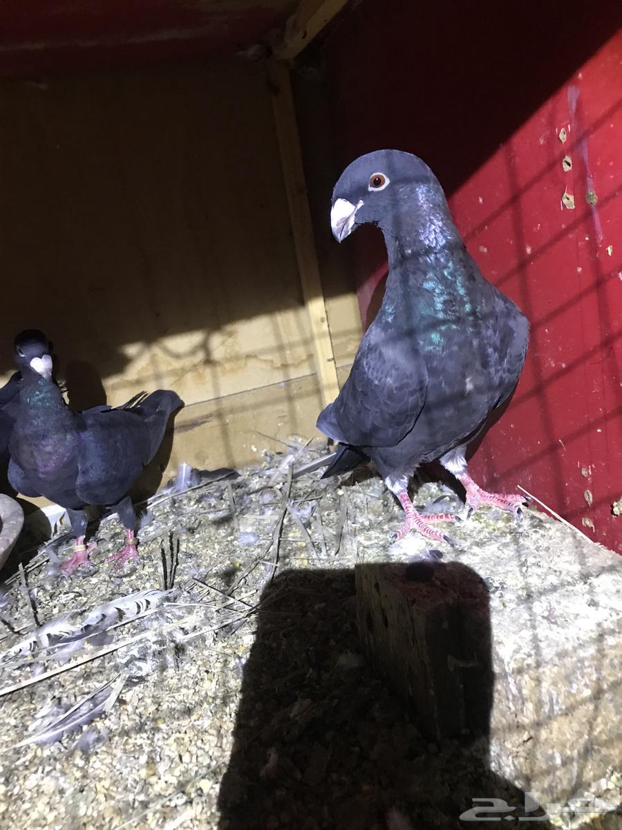 زوج هومر . وفردتين اناثي هومر مستوى توب وزوج لونق فيس64434578444163113