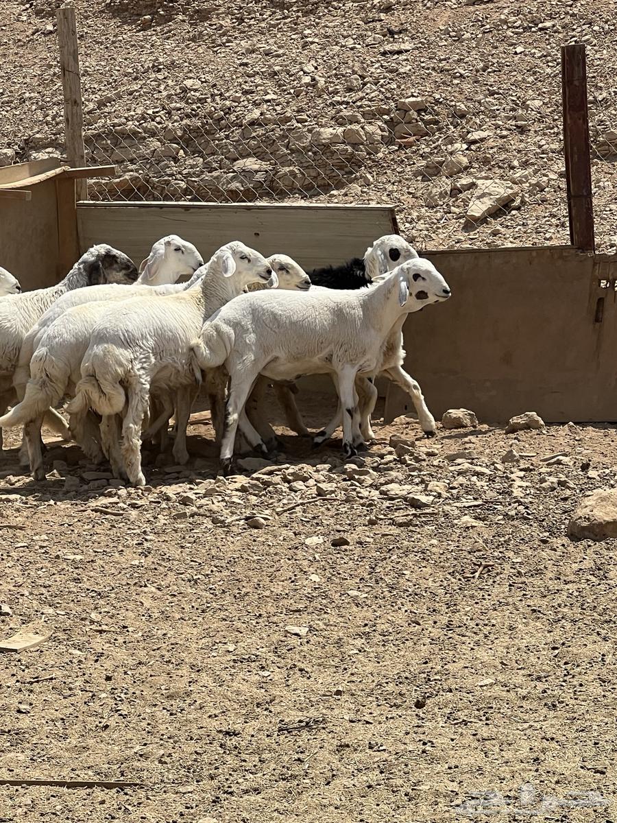 طليان للبيع اللي له رغبة يتواصل معي64435640608129111