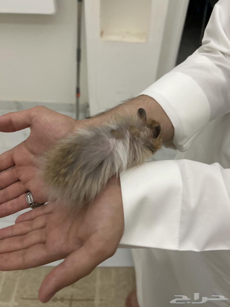 هامستر للبيع64434292040578111