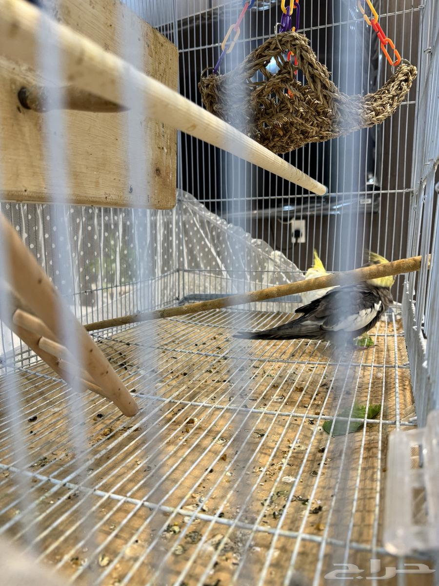 Crown Pair64440465250945112