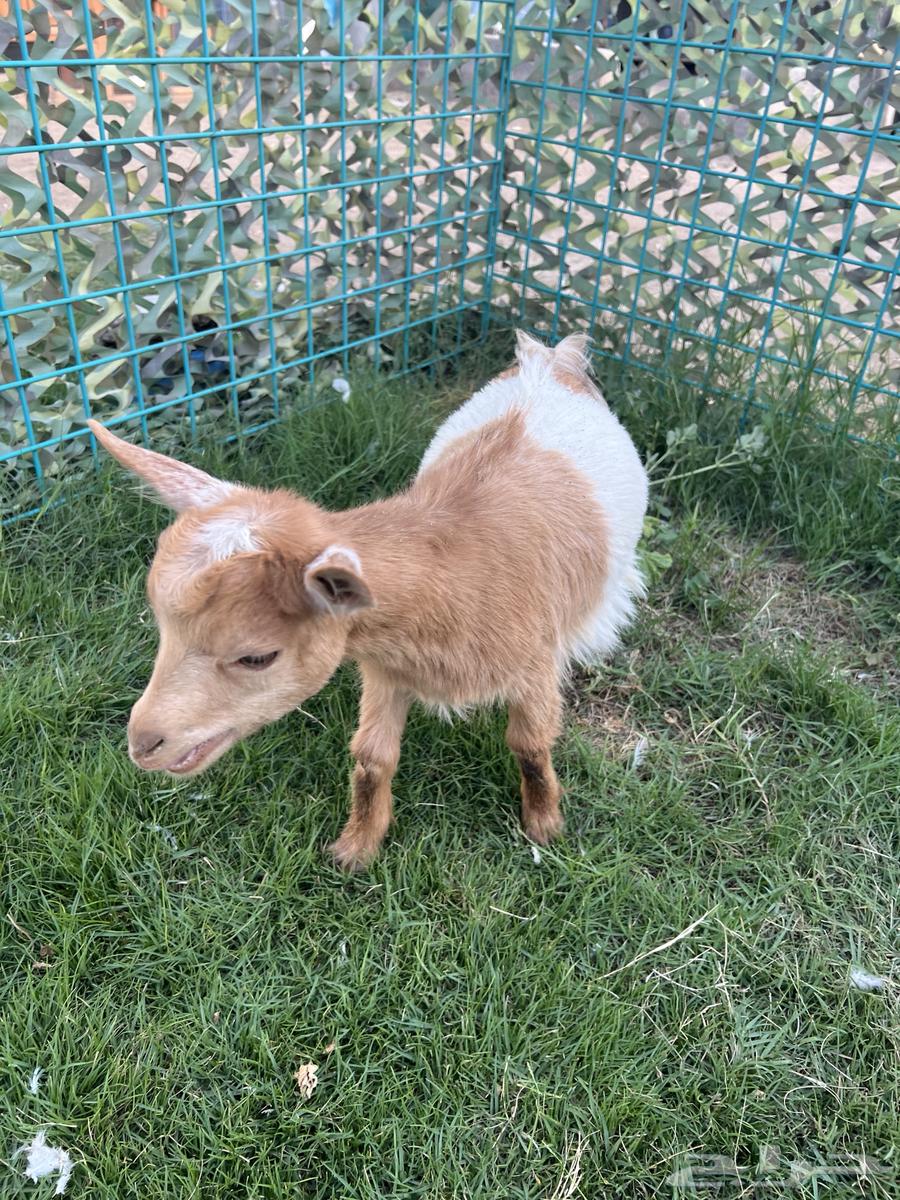 Dwarf Goats64453765099267111