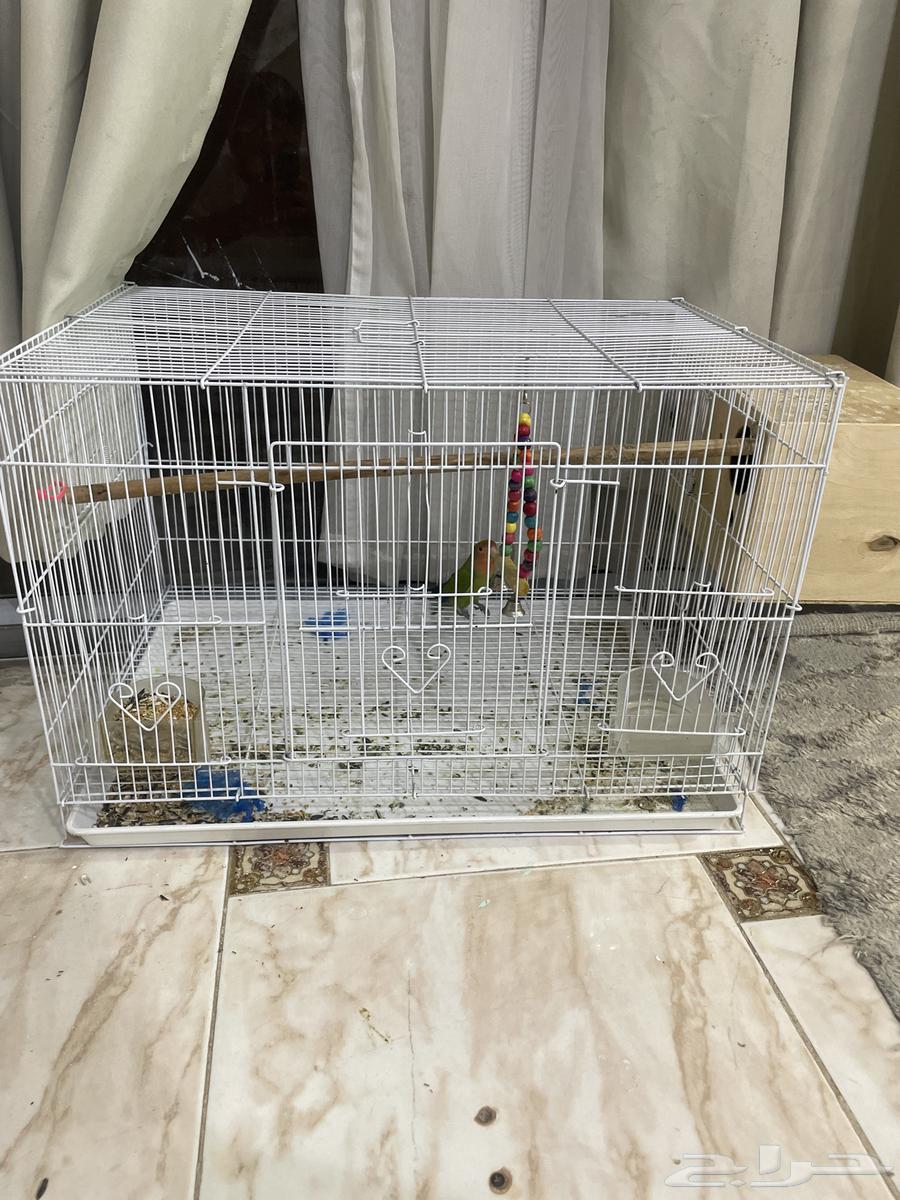 طائر اليوم يشكو من شيء غير الحد الأقصى للتواصل البالغ 250 عبر الواتس64439458430851110