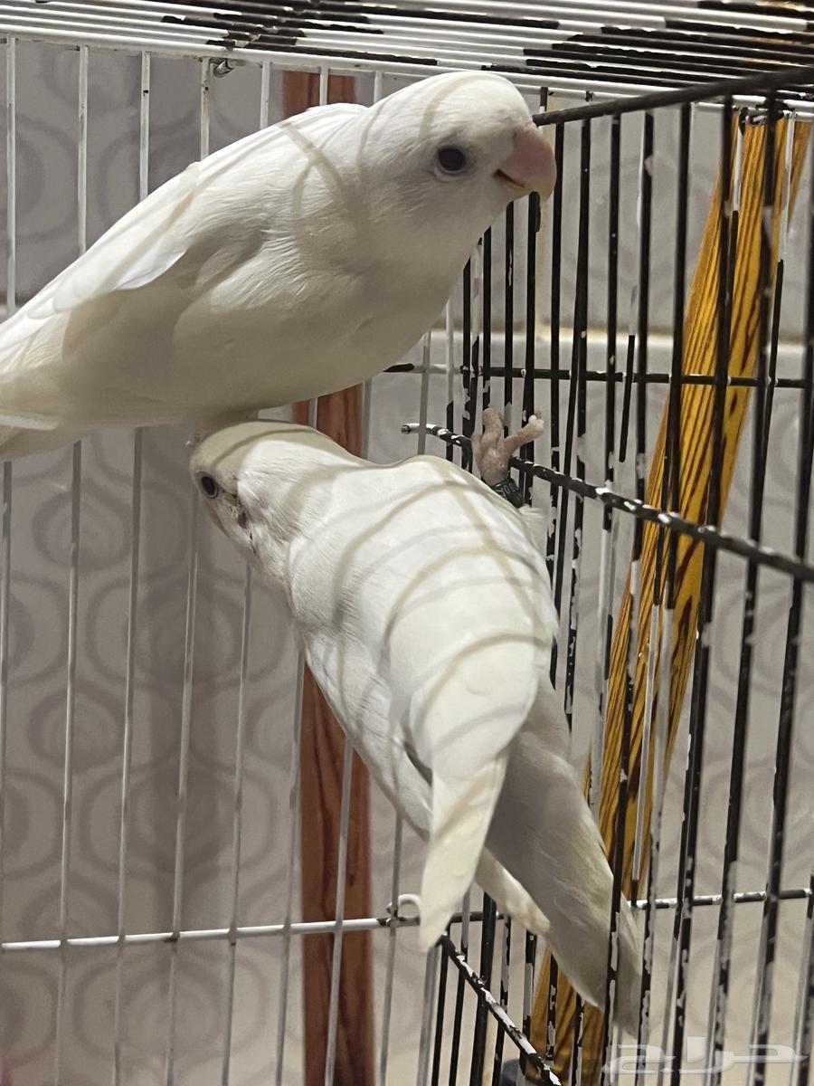 Rose Albino Pair Opportunity for Breeders and Enthusiasts64436440445825110