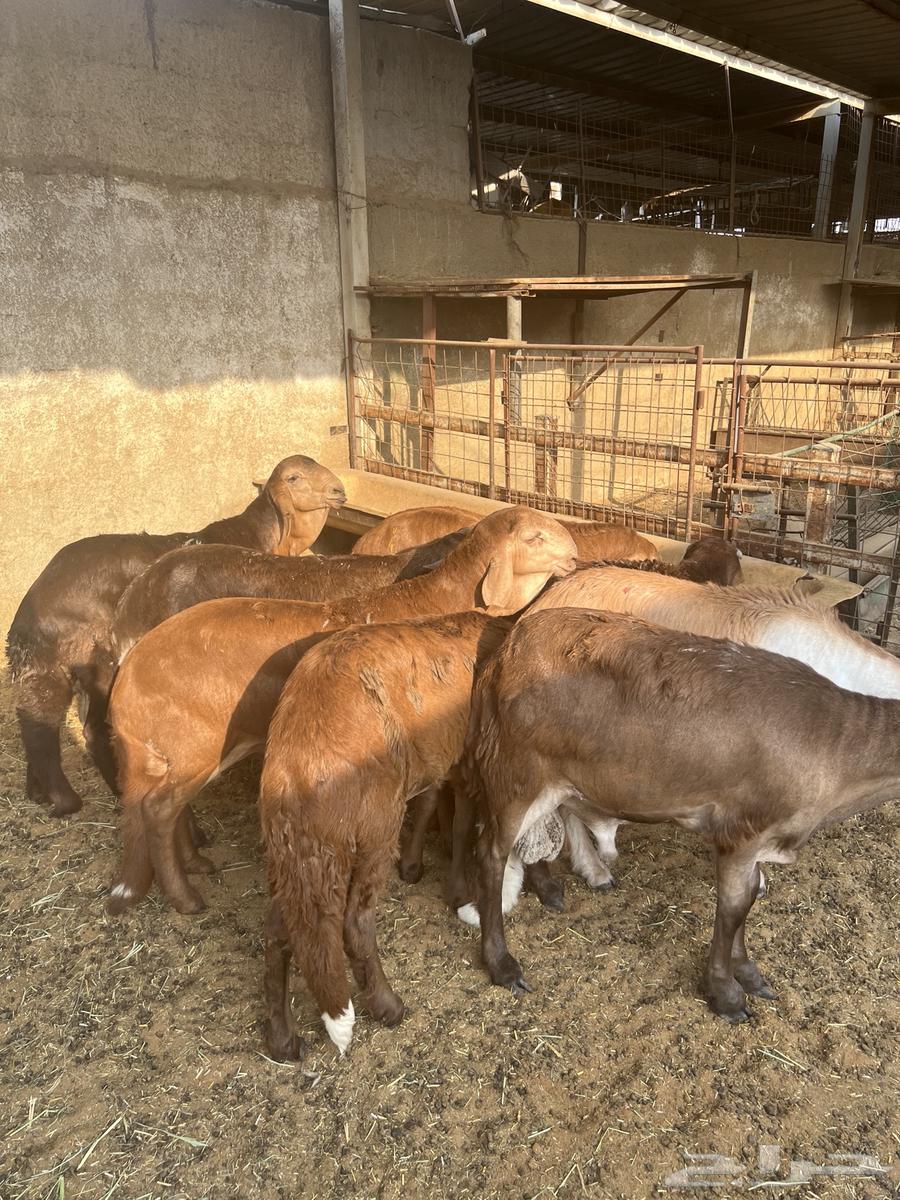 غنم للبيع64438404844546111