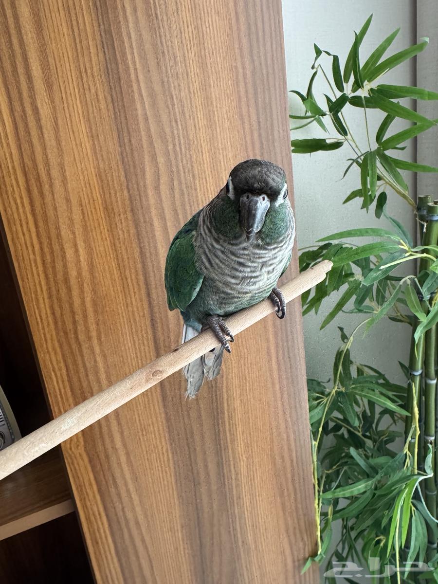 كينور للبيع64436078630146111