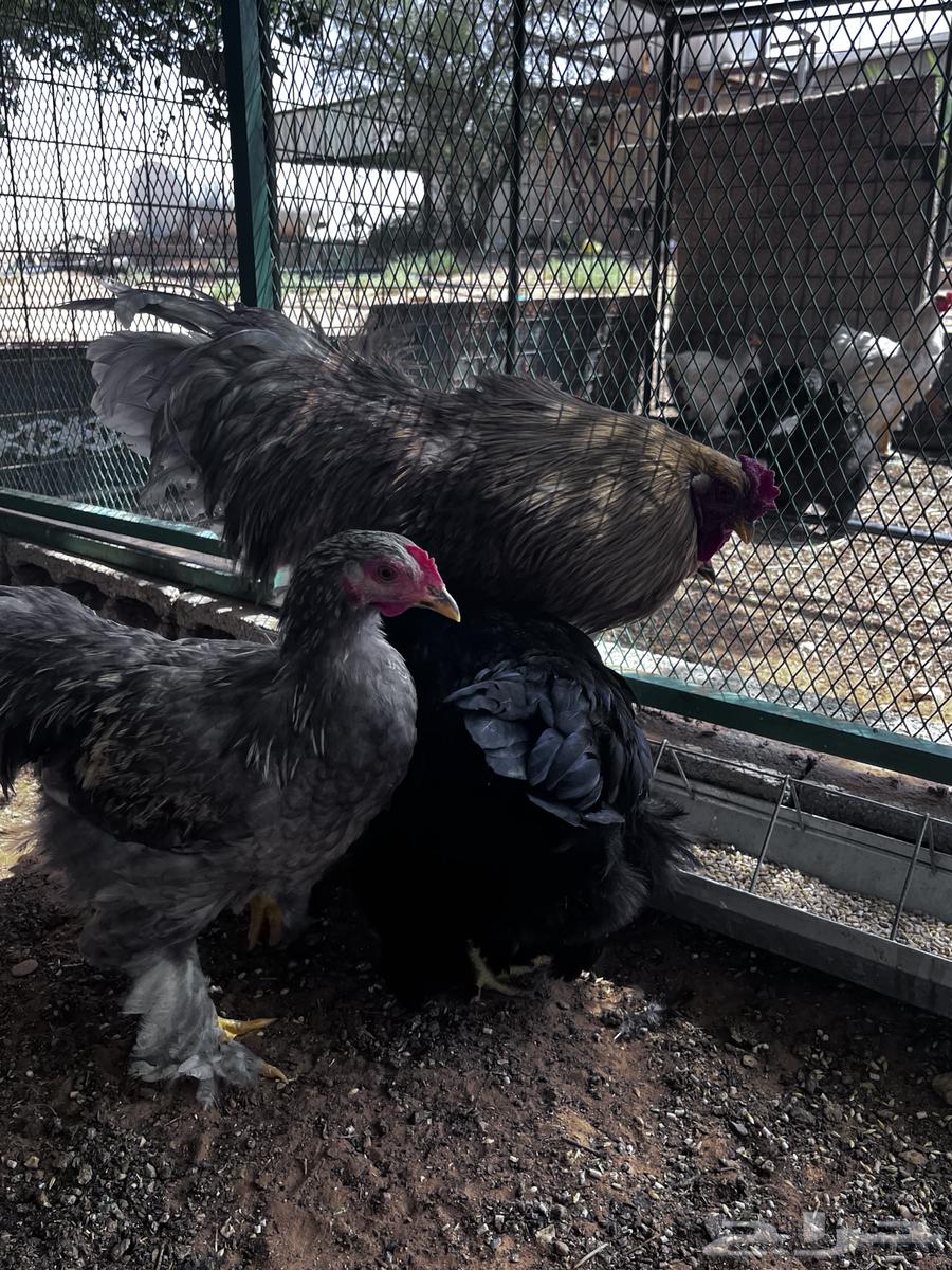 دجاج براهما للبيع64435026851073111