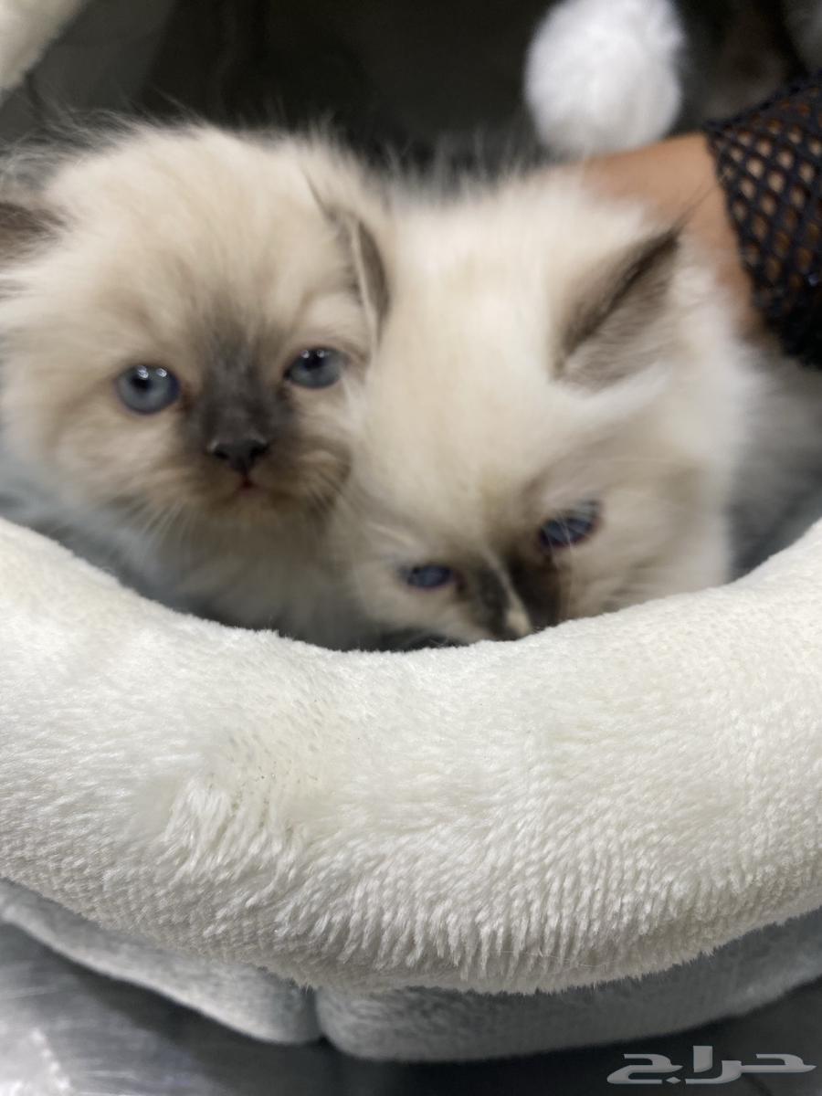 قطط للبيع64437504022786112