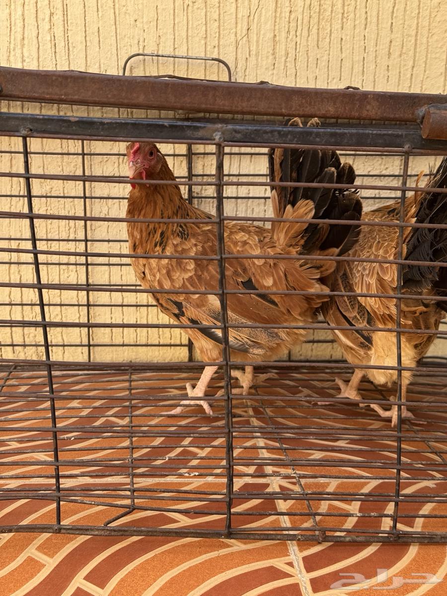 دجاج بلدي للبيع64441336535171113