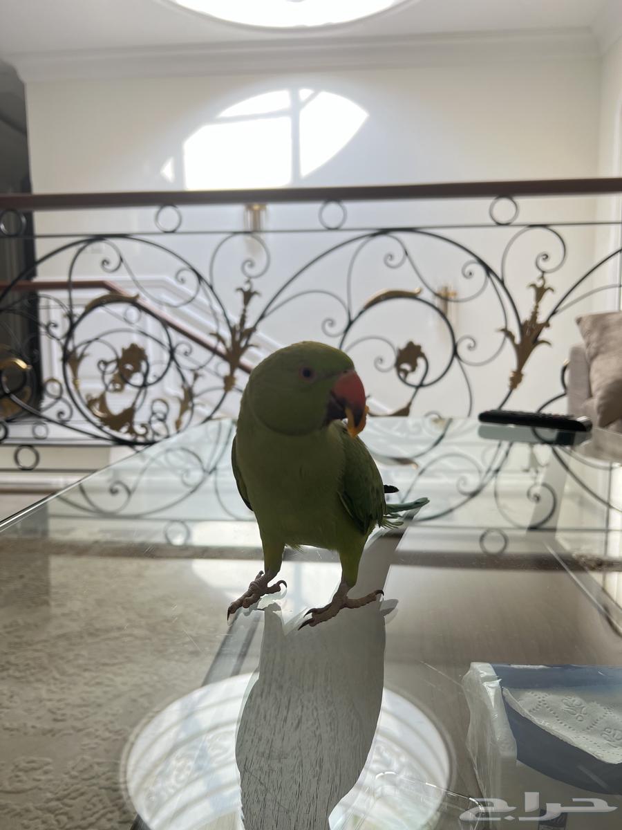 بيع درة عمره من 5 الى 6 شهور64437584863747113