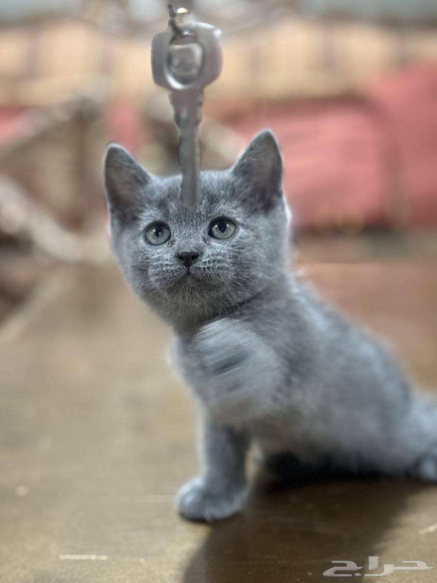 كيتين سكوتش ستريت بلو بيور للبيع64439829451651110