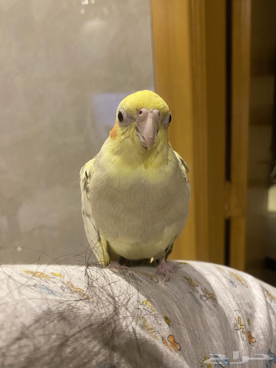 Birds64439774804483114