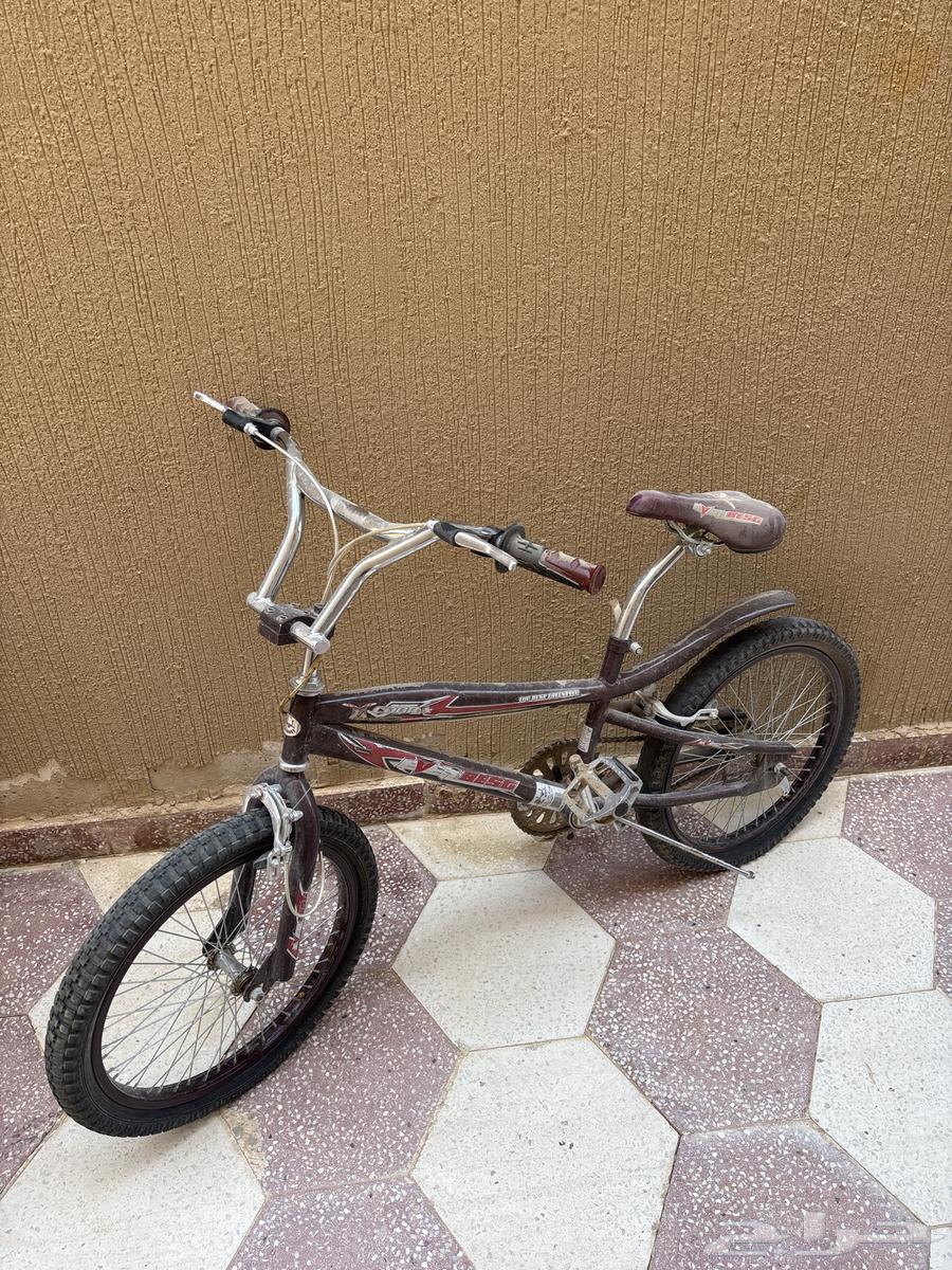 Original Indonesian Cobra Snake, bought for 500, only Allah knows64436266379137110