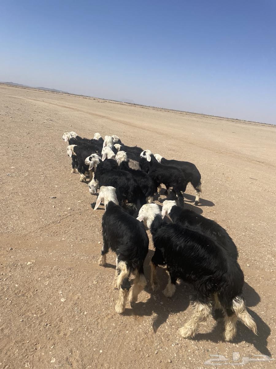 بهم نجد64435503985795113