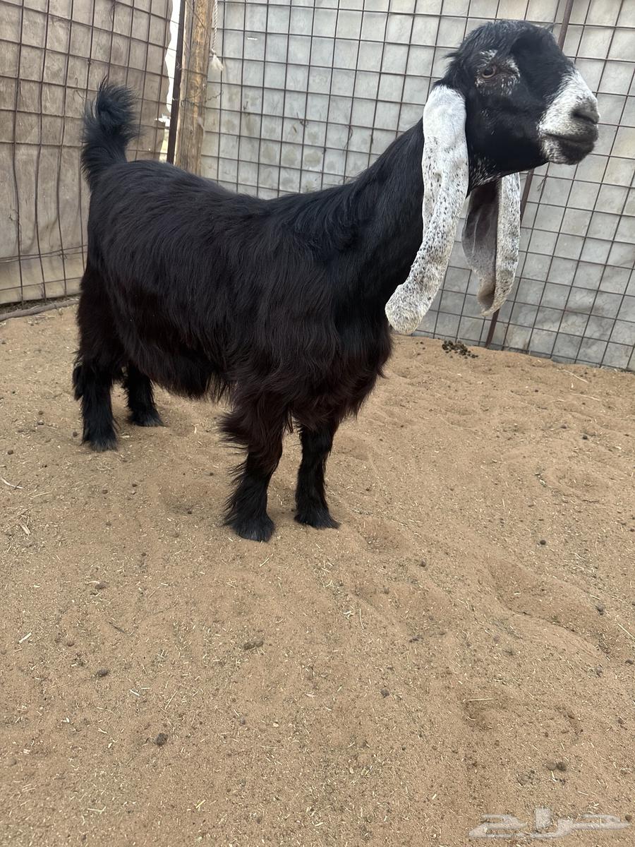 للبيع جذعات عوارض صنف نوادر64440002247938110