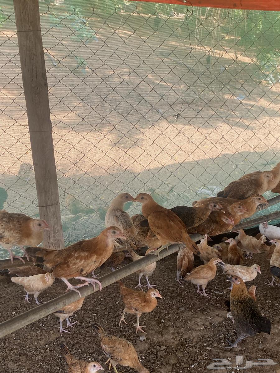 Hello and may the peace, mercy, and blessings of Allah be upon you. I am offering chickens aged one month and twenty days64435341038977113