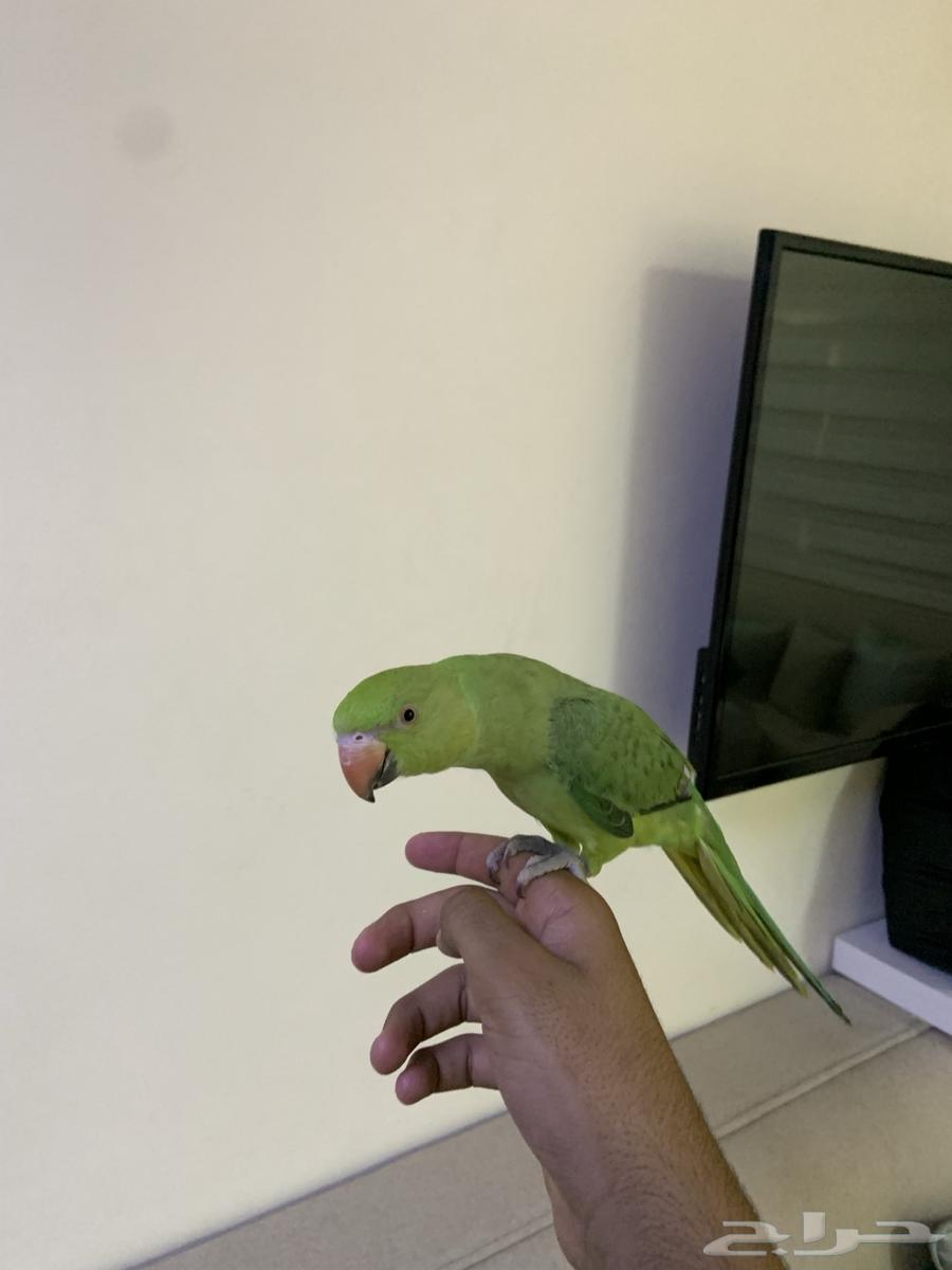 Dera for sale ((Sold))64434128097154113