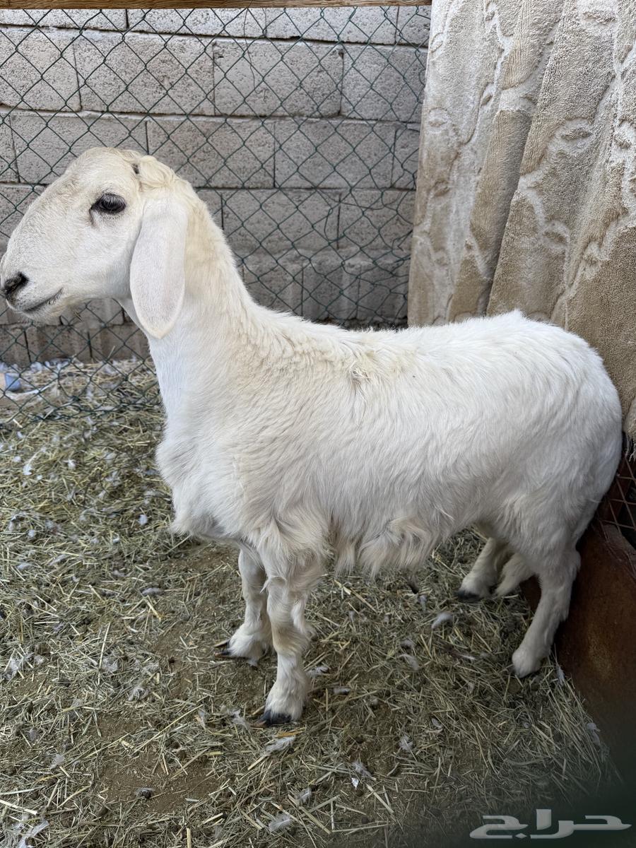 للبيع خروف64438378169474111