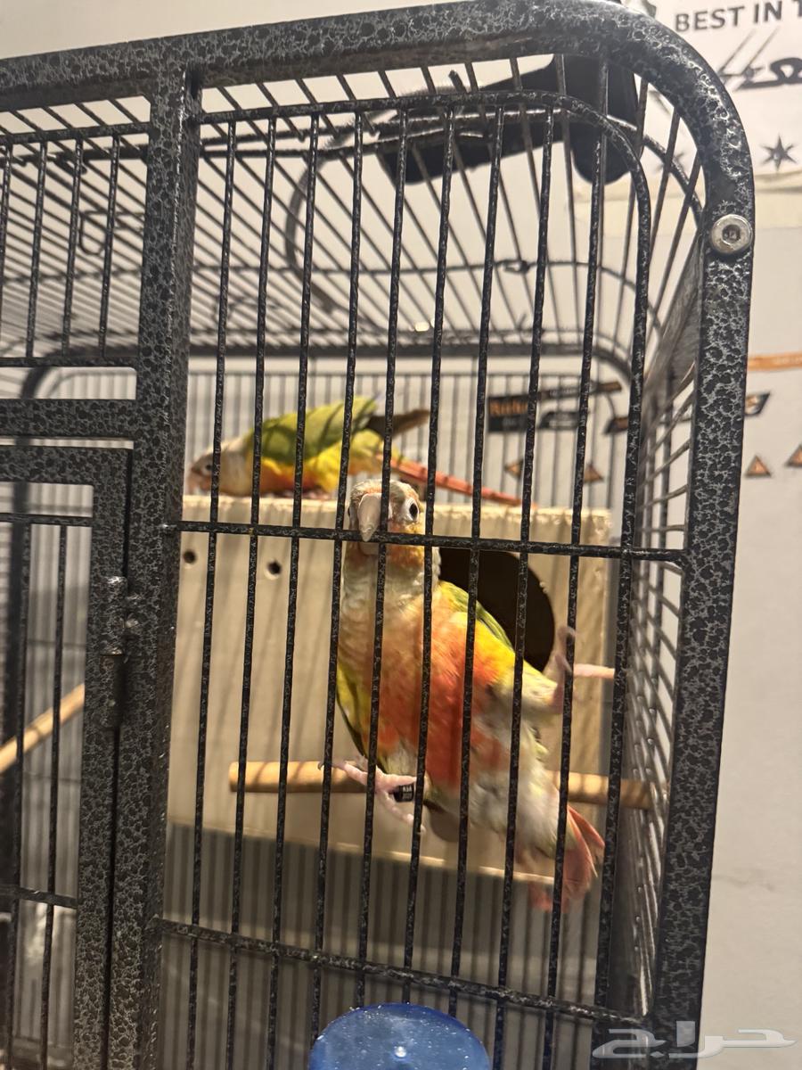 زوج كنيور اناناس رد فاكتوري و دره هولندي لاتينو مباع64439637131394113