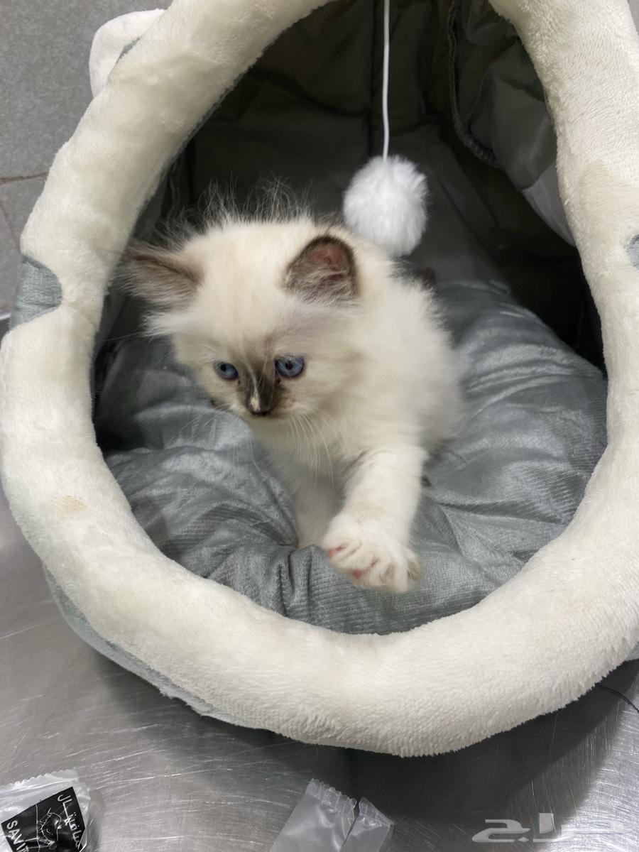 قطط للبيع64437504022786113