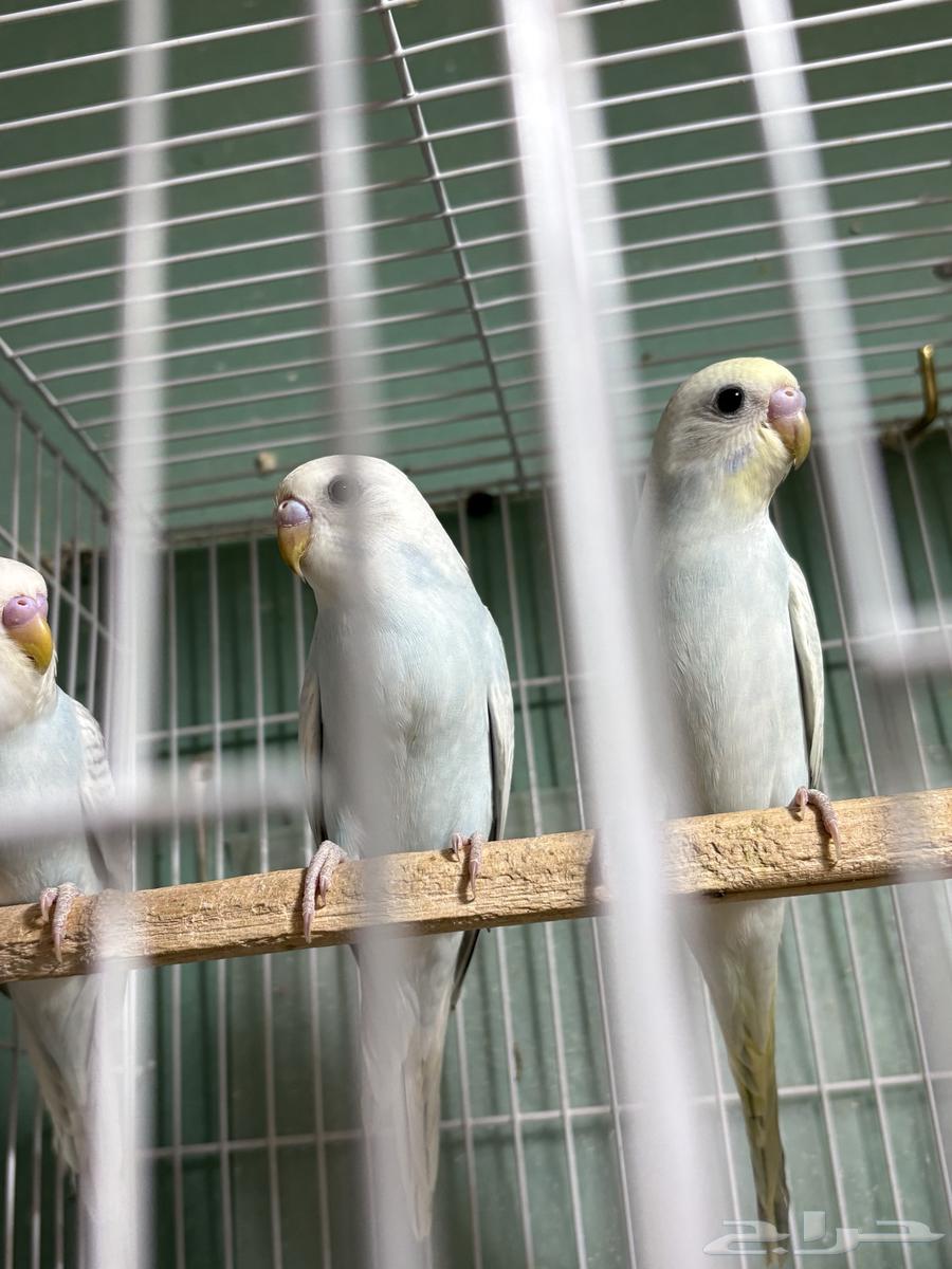 Love Birds for Sale64441910999810113