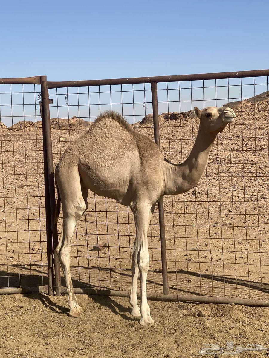 Qo'ud64437449923202110