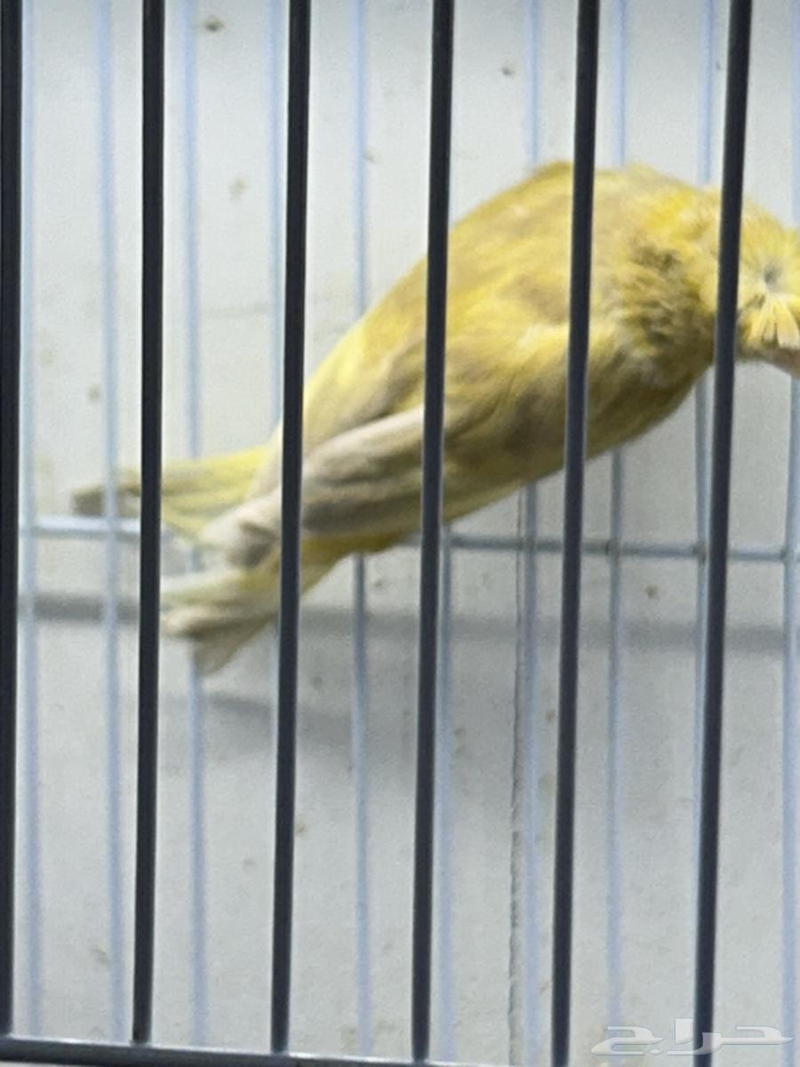 Singing Canary64434863822467112