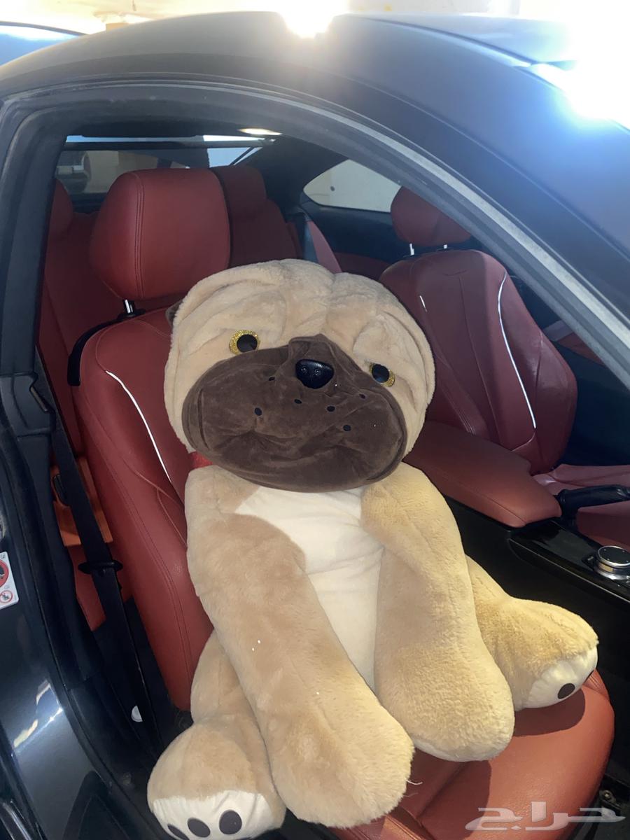 كلب للبيع من البولي فارد64439334219265110