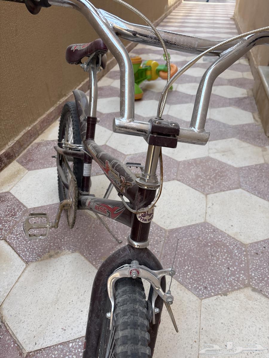 Original Indonesian Cobra Snake, bought for 500, only Allah knows64436266379137113