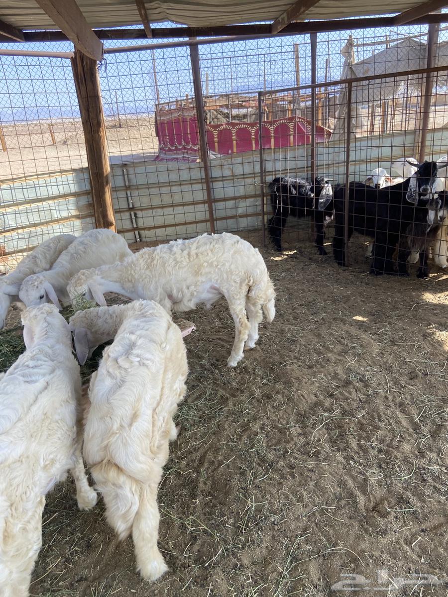Lambs and goats for slaughter, refrigerated, with slaughtering and delivery.64445160633219113