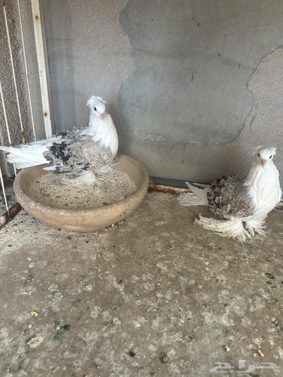 انثتين مفتل للبيع64435463426178114